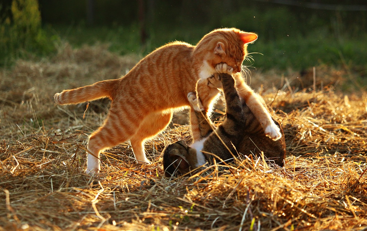 宠物训练：如何训练你的宠物——掌握技巧，打造听话伙伴
